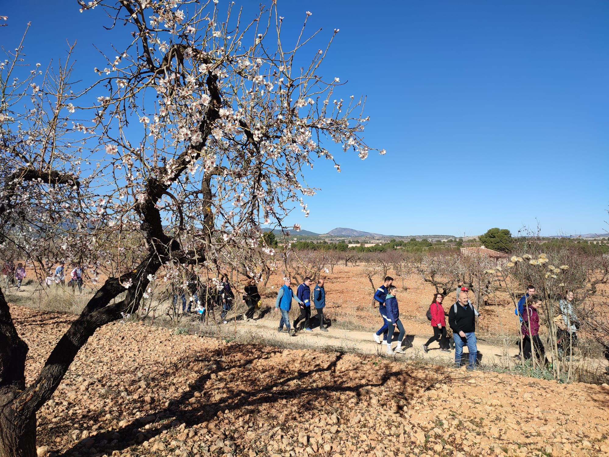TURISMO| Da inicio la II Feria del Almendro en Flor de Mula