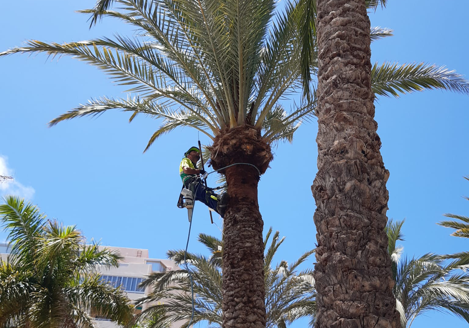 El Ayuntamiento actuará en el palmeral de 26 zonas de San Sebastián de La Gomera