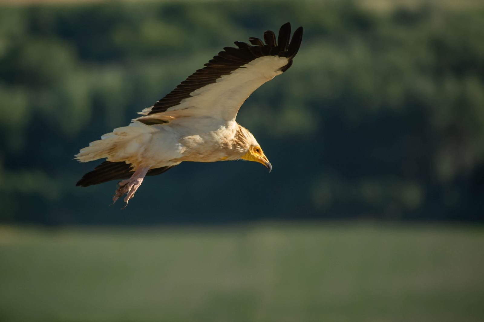 El Galacho de Juslibol da la bienvenida a la primavera este domingo. Noticia. Ayuntamiento de Zaragoza