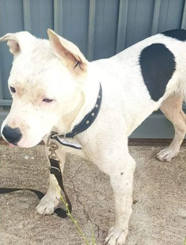 Concejalía de Protección Animal. Este cachorro se llama Freddy