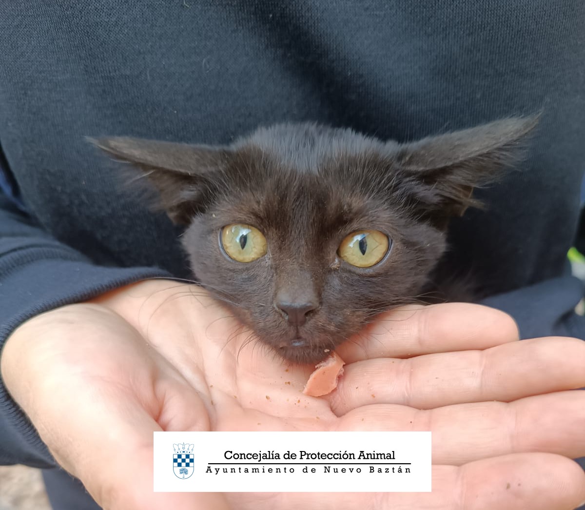 Lucha contra el abandono de animales