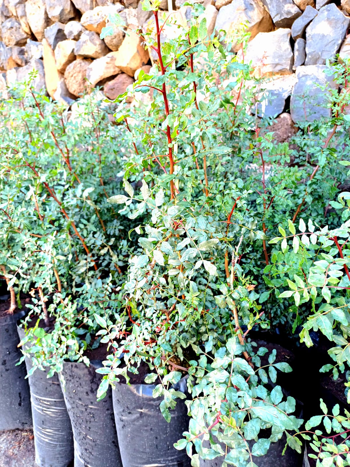 San Sebastián comenzará la plantación de árboles nativos la próxima semana en la Avenida José Aguiar