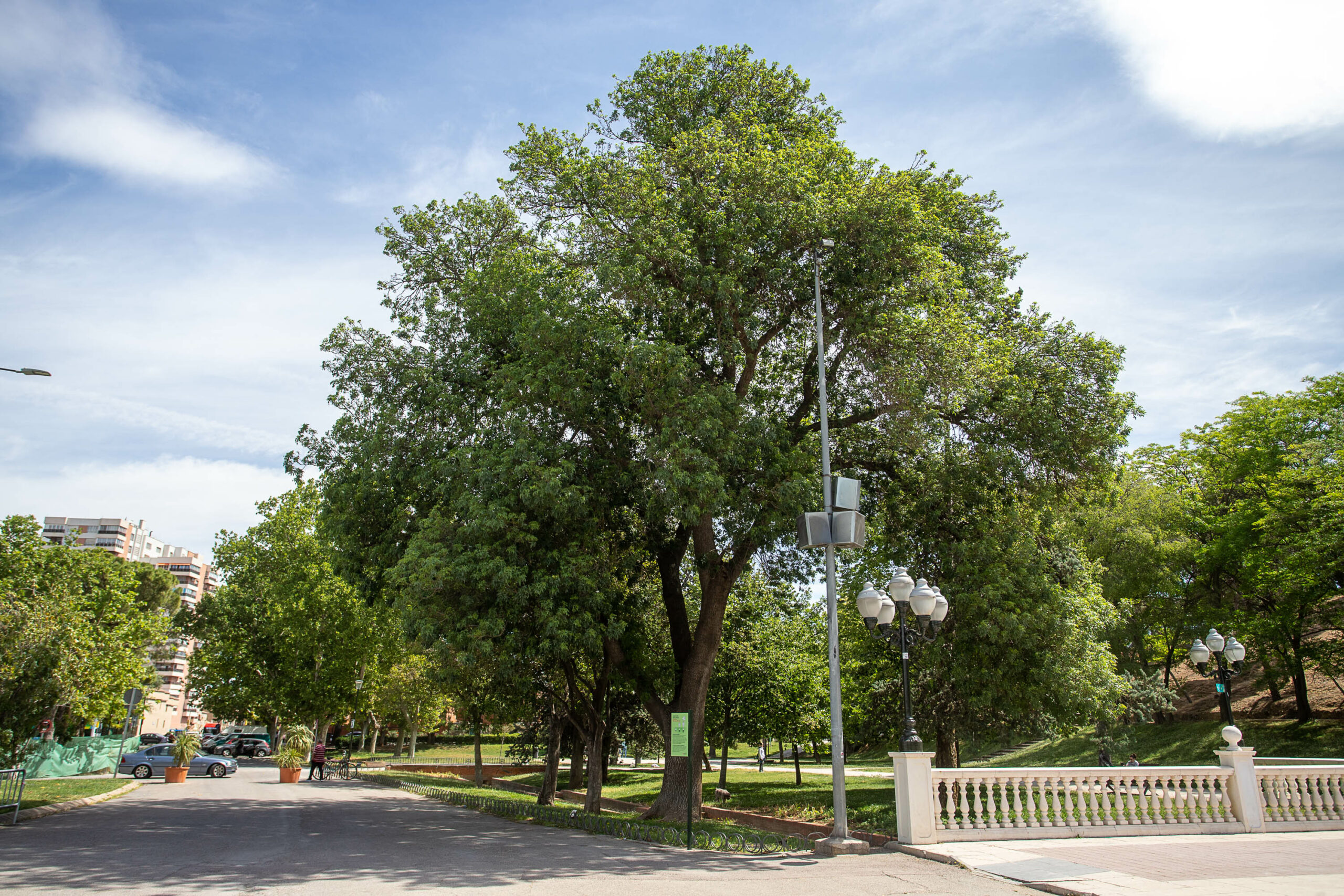 La Cátedra de Bosques Urbanos organiza un foro sobre la gestión del patrimonio arbóreo de las ciudades. Noticia. Ayuntamiento de Zaragoza