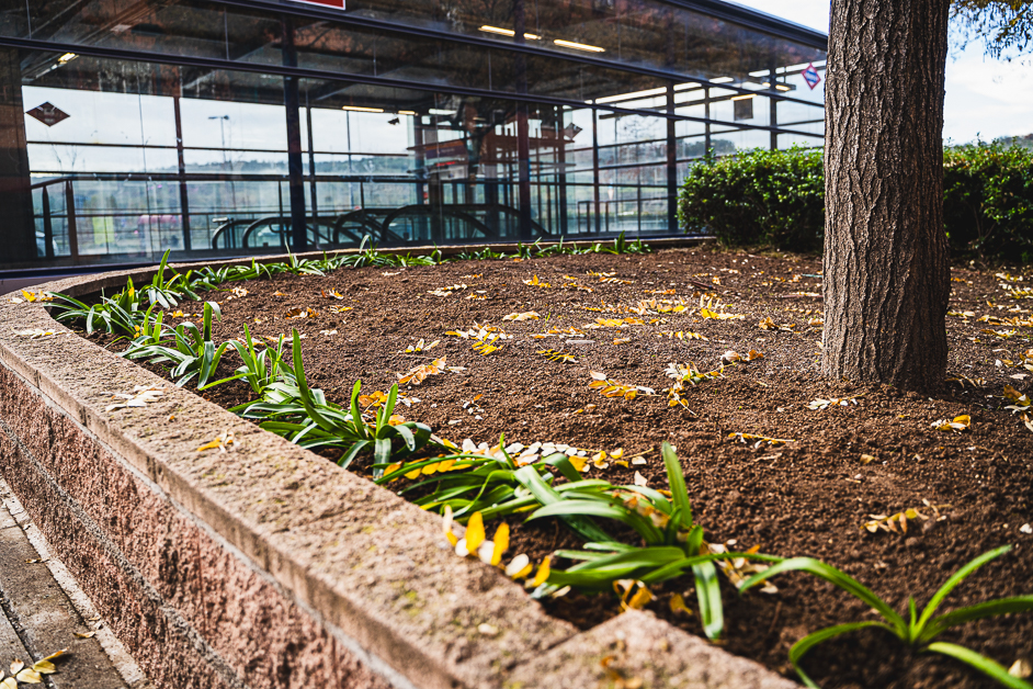 La Concejalía de Medio Ambiente pone en marcha diversos trabajos de renovación de jardinería en la avenida de Algorta, junto a la estación de Metro 'Henares’