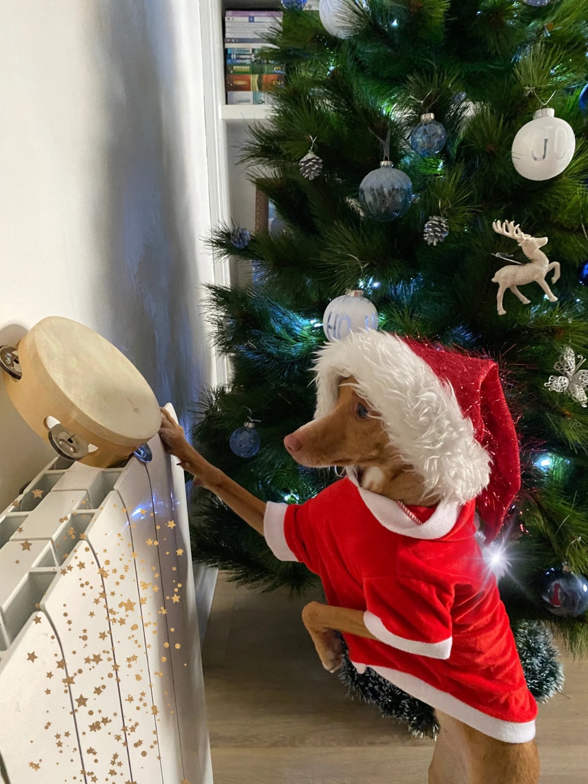 Cúllar Vega premia las fotos más divertidas en su IV concurso de Christmas de Mascotas