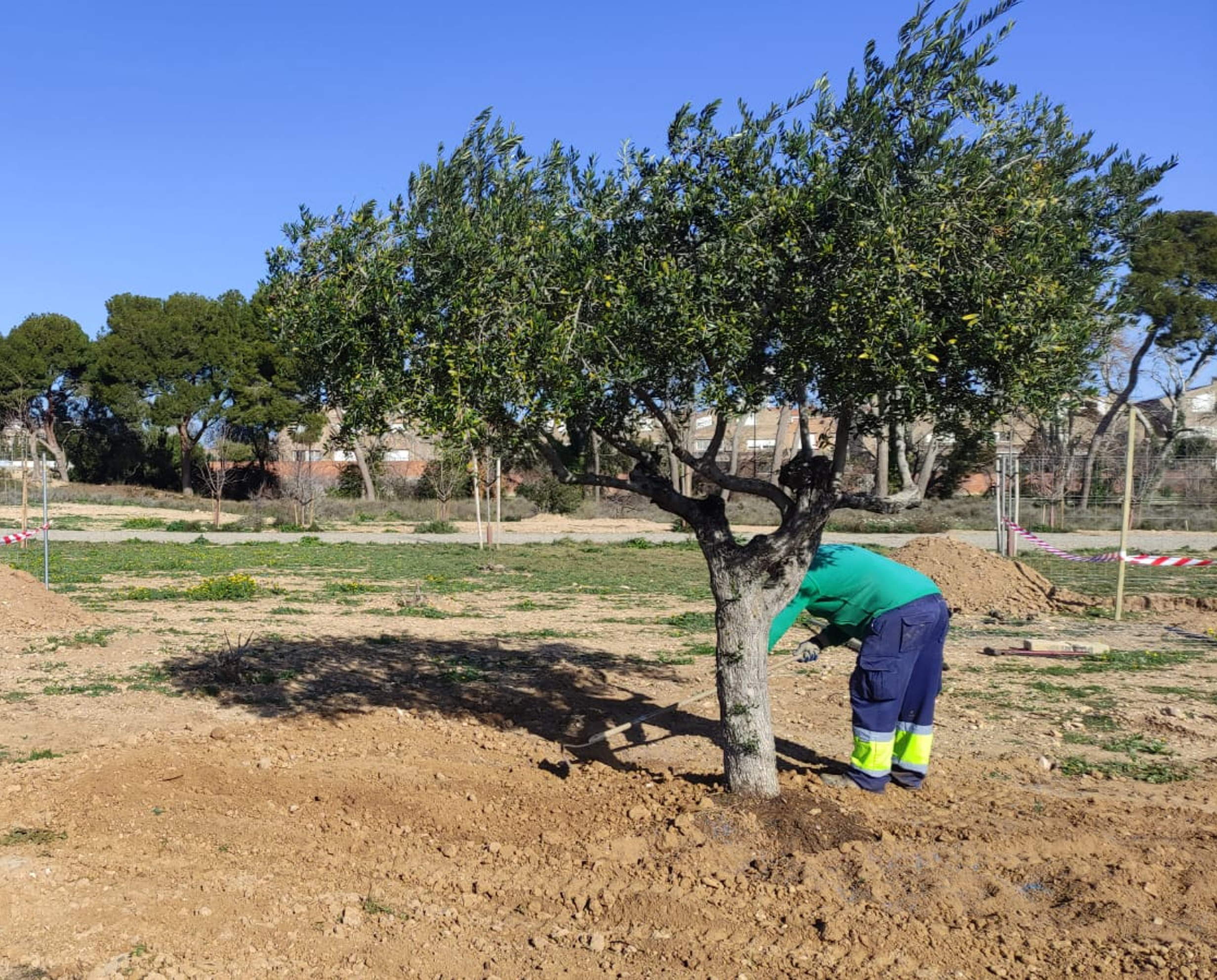 Nueve olivos recuperados comienzan a dar forma al 'Bosque Lleno de Vida'. Noticia. Ayuntamiento de Zaragoza